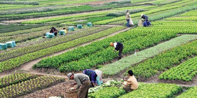 Tar�m alanlar�n�n y�zde 29,5'i nadasa b�rak�l�yor