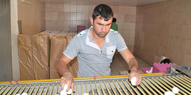 Köyde kurduğu modern tesiste yumurta üretiyor
