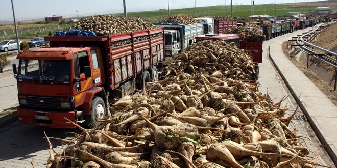 Şeker pancarının sofralara yolculuğu başladı