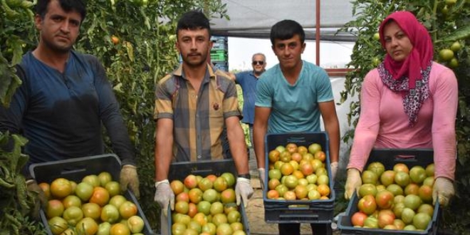 Yeşil ihraç ediliyor, kızarıyor