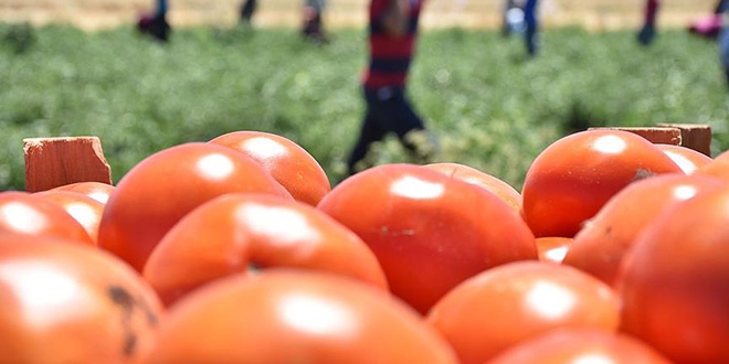 Rusya'dan domates aklamas