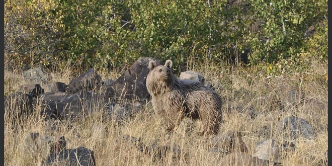 Bitlis Nemrut Kalderesı'ndaki boz ayı objektiflere takıldı