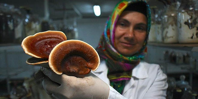 Ölümsüzlük mantarının 'şampiyon' kadın üreticisi