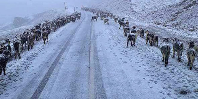 Rize'deki kar yağışı böyle görüntülendi