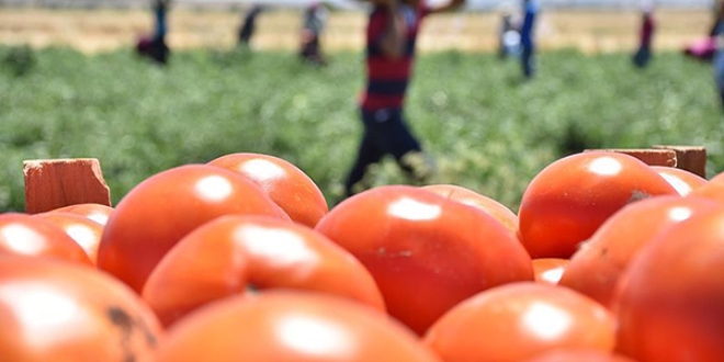 Rusya Trkiye'den domates ithalatna yeil k yakt