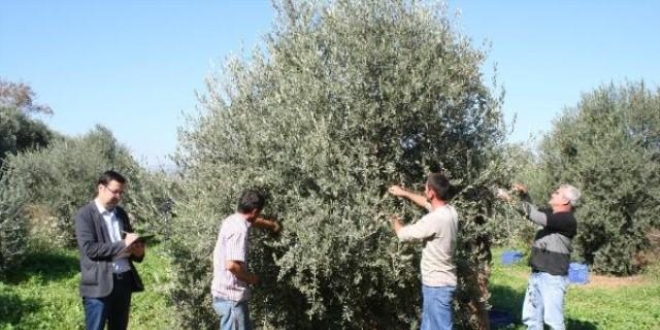 GAP bölgesinin zeytin çeşitleri koruma altına alınıyor