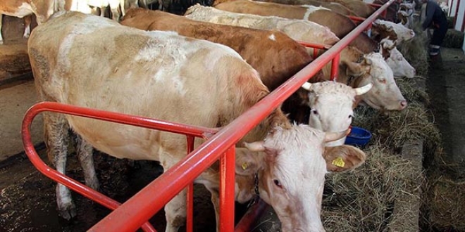 Devletin d�ve al�m deste�i yeti�tiriciyi sevindirdi