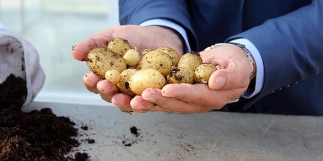 'Milli patates' tohumda da bamll azaltacak