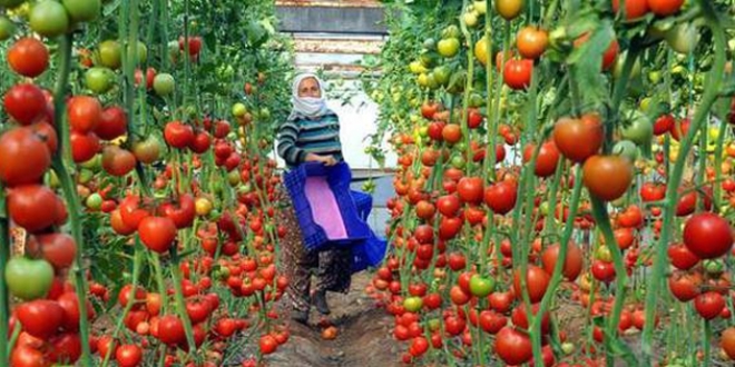 Ekonomik büyümenin anahtarı kırsalda