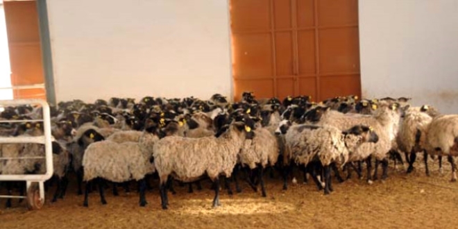 Ukrayna'dan getirdii koyunlarla ticarete atld