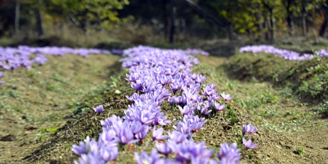 Safran tarlalar� turistlerin u�rak yeri oldu