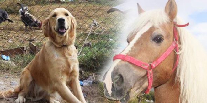 FET�'den el konulan at ve k�pek ihaleyle sat�ld�