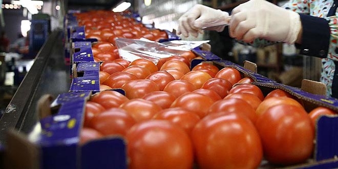 'Rusya'ya domates ihracatnda eskiyi yakalayabiliriz'