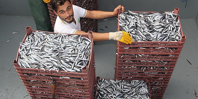 Hamsi iki ayda 1,7 milyon dolar kazandırdı