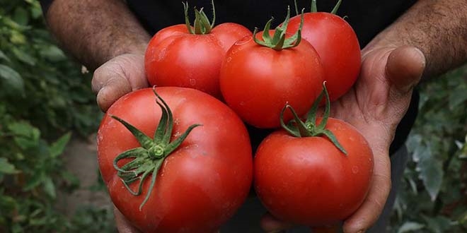 Rusya'ya domates ihracatı üreticileri umutlandırdı