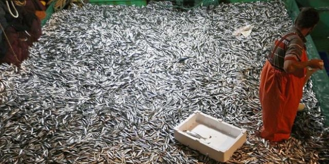 Karadeniz'de hamsi bereketi yüzleri güldürdü