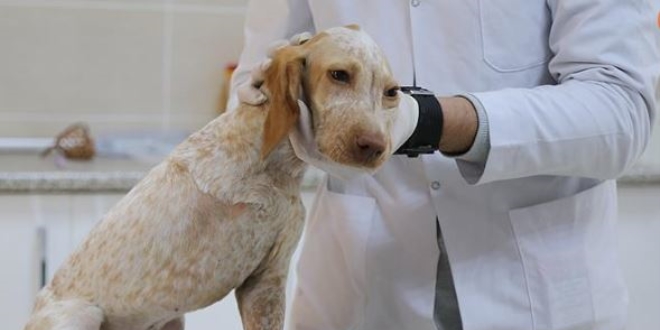 Otomobilin çarptığı 'Tripod' hastanenin maskotu oldu