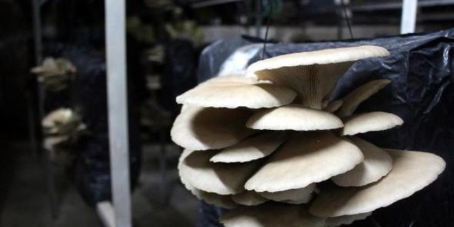 Gen� giri�imci, evine mantar �retim tesisi kurdu