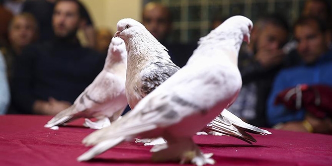 Saf Anadolu rk ebap gvercinleri Ankara'da yart