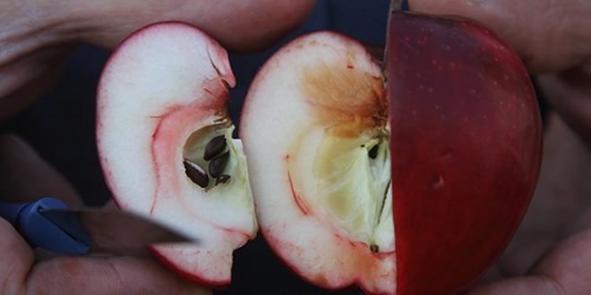 Ardahan'�n i�i de d��� da k�rm�z� 'elma's� tescillenecek