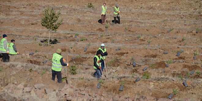 Her ��retmen i�in bir fidan diktiler