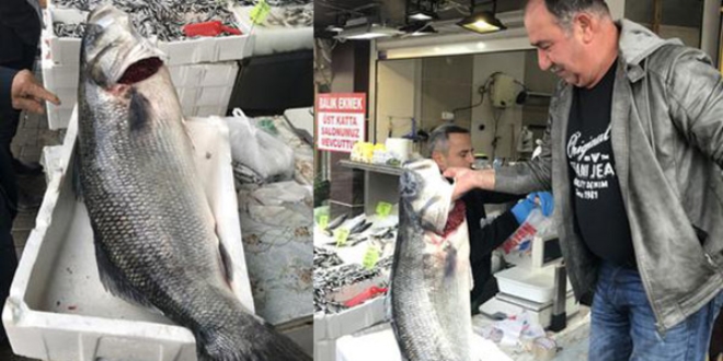 Karadeniz'den 25 kiloluk levrek çıktı