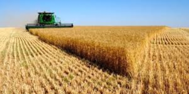 Konya Ovas�'nda m�s�r hasad� y�z g�ld�r�yor