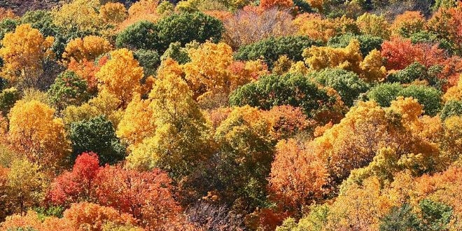 'Orman alanımız son 15 yılda 1 milyon 500 bin hektar artmıştır'