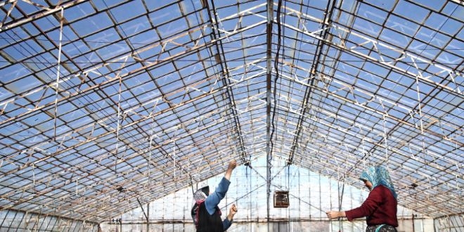 So�u�a dayan�kl� fasulye tohumu �retildi