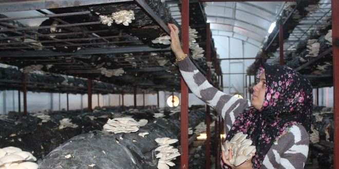 'Genç Çiftçi Projesi' ile yüzde 100 hibe aldı