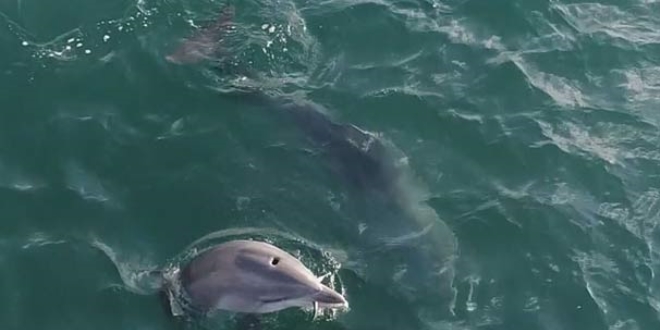 Yunuslar �stanbul Bo�az�'nda avlan�rken havadan g�r�nt�lendi