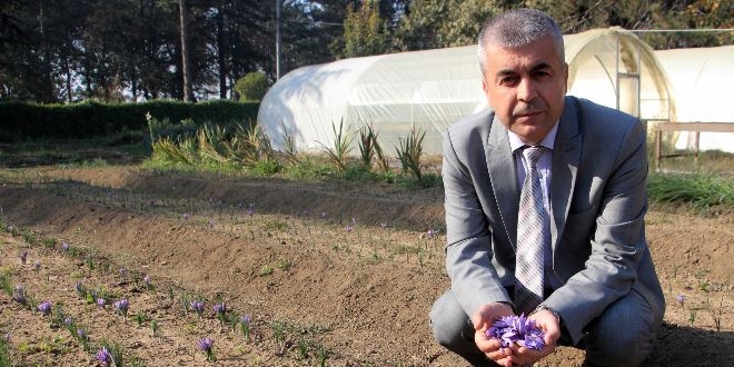 Safranın gramı 100 TL'den alıcı buluyor