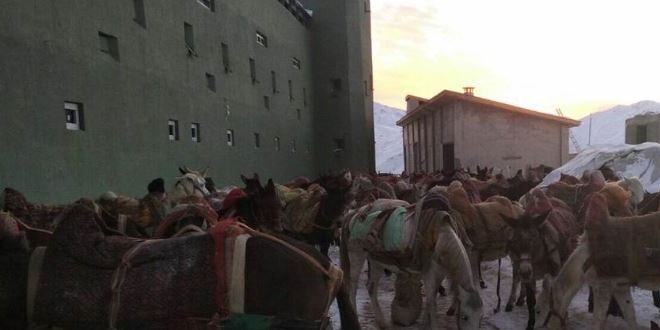 Katırlarla akaryakıt kaçakçılığı yapan kişiler gözaltına alındı