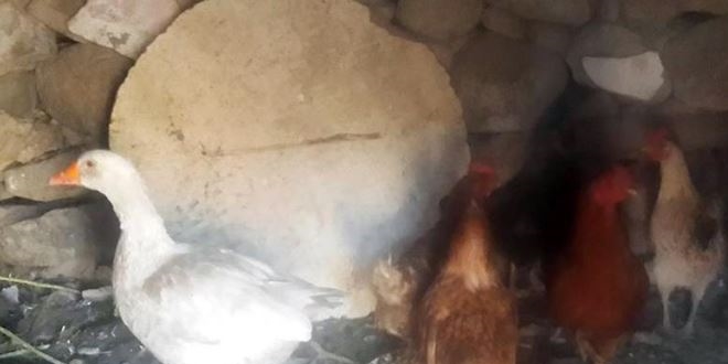 Ağrı'da 'kuş gribi' vakası, 2 köy karantinaya alındı