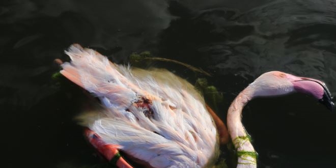 Konya'da kaak avclar flamingolar vurdular