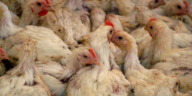Ağrı'da iki köyde kuş gribi karantinası
