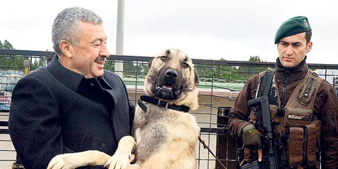 Emniyete yerli ırk köpek
