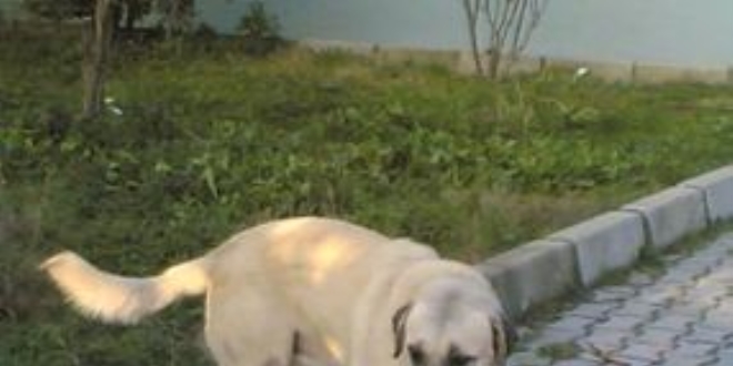 Vefalı köpek, parkta ölen sahibinin başından ayrılmadı