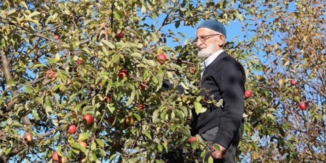 'Misket elması'nın kaybolmaması için fidanlarını ücretsiz dağıtıyor