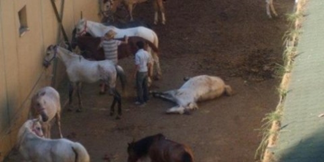 Adalar'da 18 at itlaf edildi