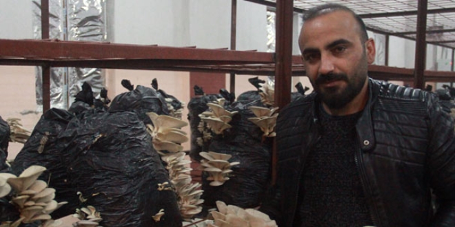 Hakkari'de ilk defa istiridye mantarı üretildi