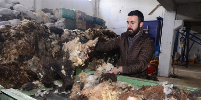 Atık koyun yününden gübre elde etti