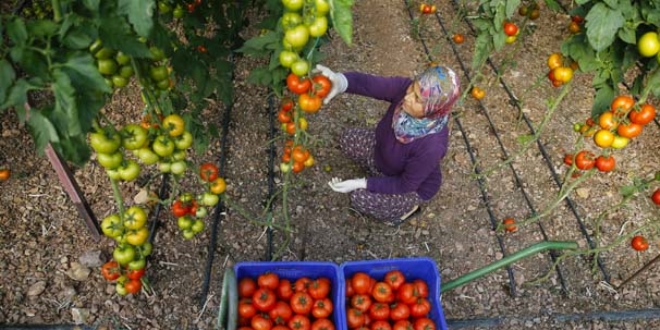 Antalya'dan 30 lkeye domates ihracat