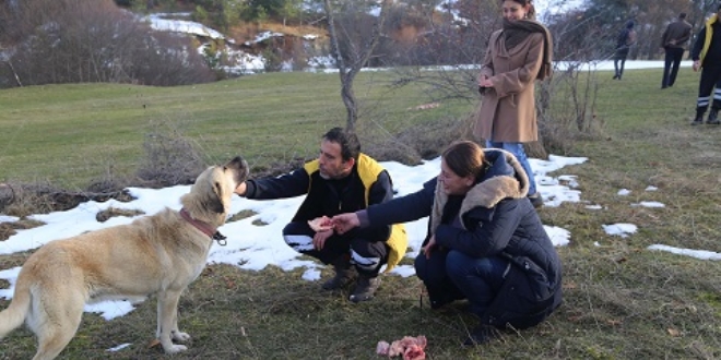 Haber alınamayan ailenin köpekleri enkazdan ayrılmıyor