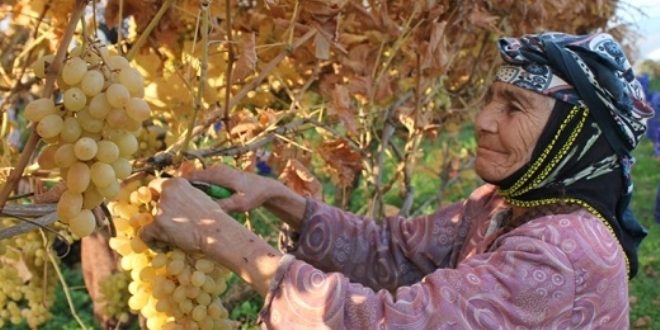 Manisa'da, k�� mevsiminde �z�m hasad�