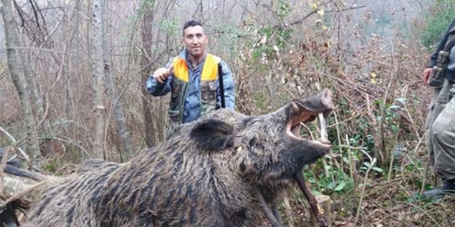 400 kilogramlık domuz avladı