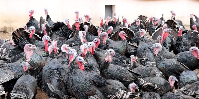 'Üniversiteli hindilere' yılbaşı rağbeti