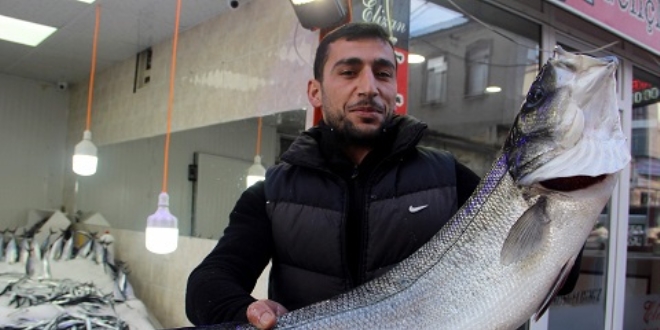 Balıkçılara 7 kilogramlık levrek sürprizi
