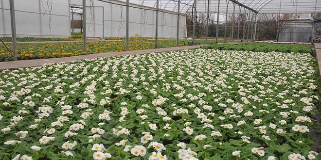 Belediyelere 'yerli s�s bitkisi kullan�n' �a�r�s�