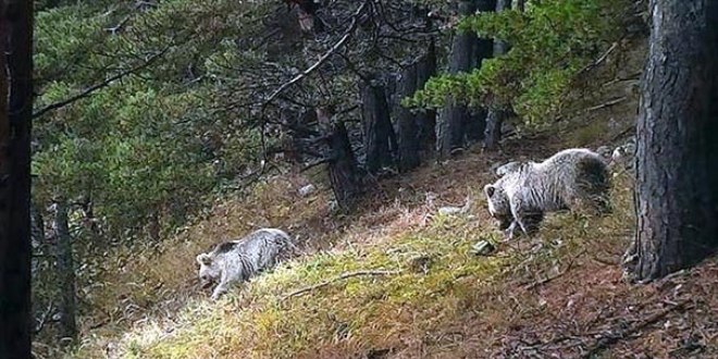 Yabani hayvanların yiyecek çilesi fotokapana yansıdı